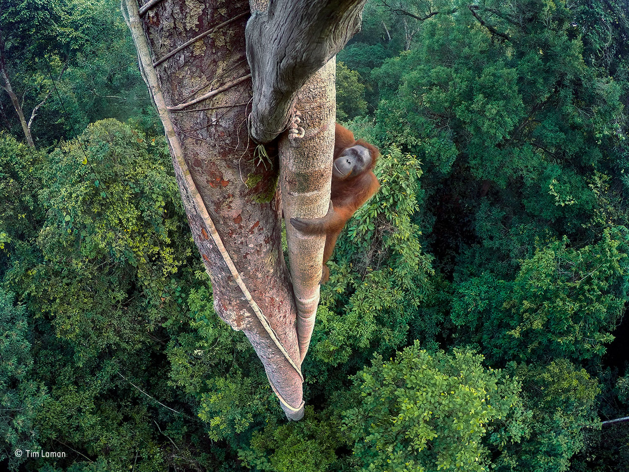 © Tim Laman / Entwined Lives / Wildlife Photographer of the Year